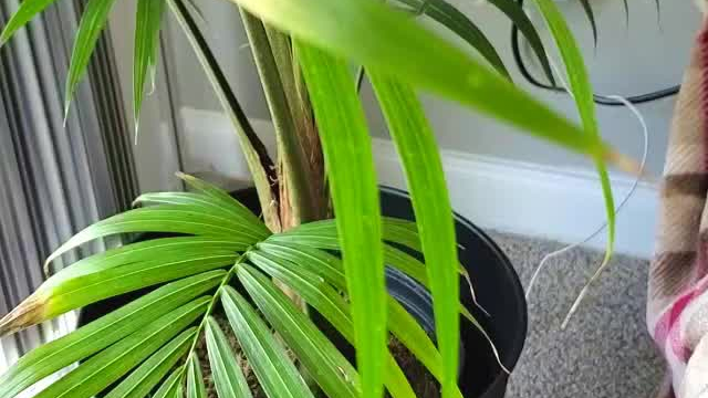 Showing you my homegrown.. Plant ;) [gif] [oc]